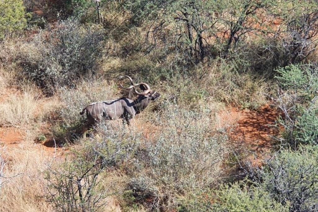 Boabab Lodge Mabula Game Reserve Exteriér fotografie