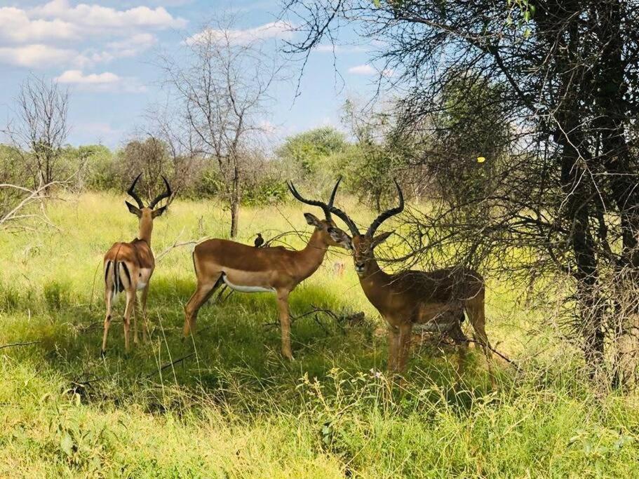 Boabab Lodge Mabula Game Reserve Exteriér fotografie